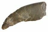 Rare, Serrated, Marshasaurus Tooth - Colorado #152093-1